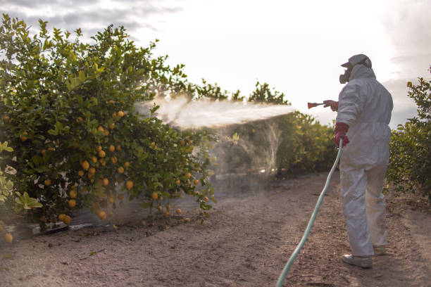 Best Spider Control Near Me  in La Presa, CA