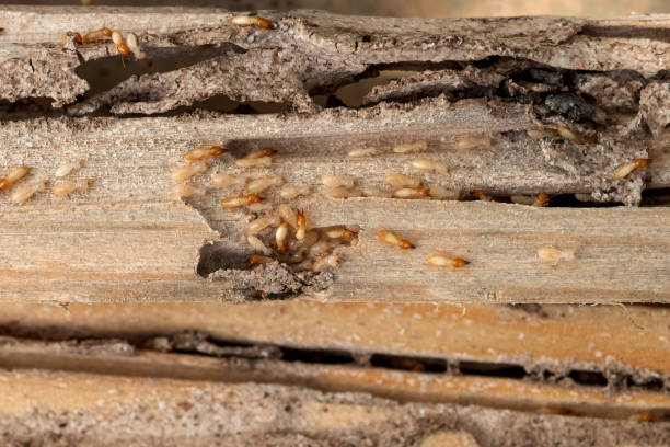 Best Pest Control Near Me  in La Presa, CA