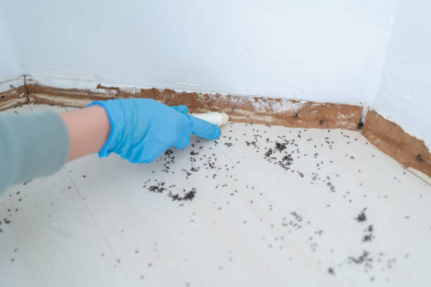 Best Pest Inspection Near Me  in La Presa, CA